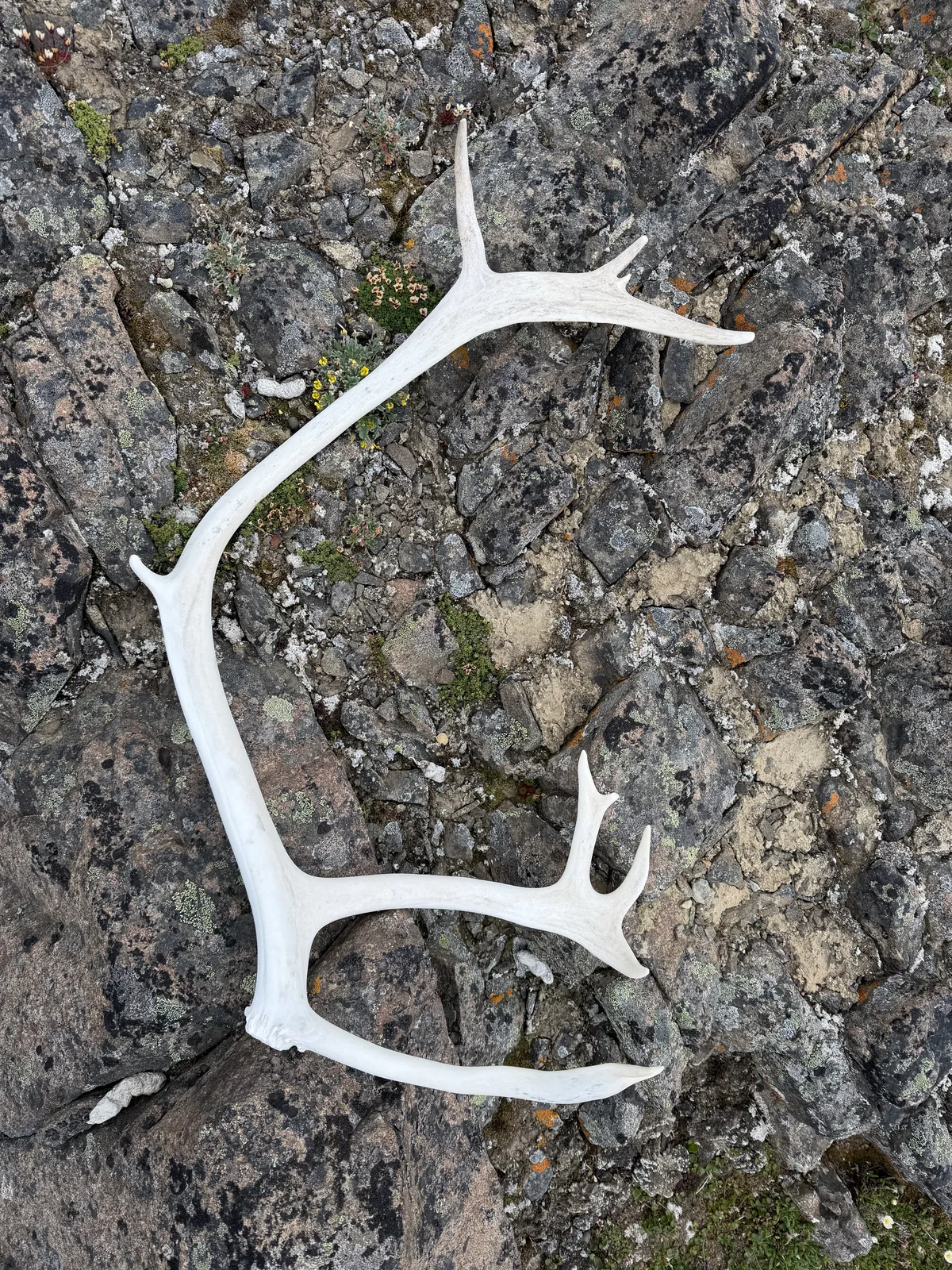 A shed antler on lichen rock