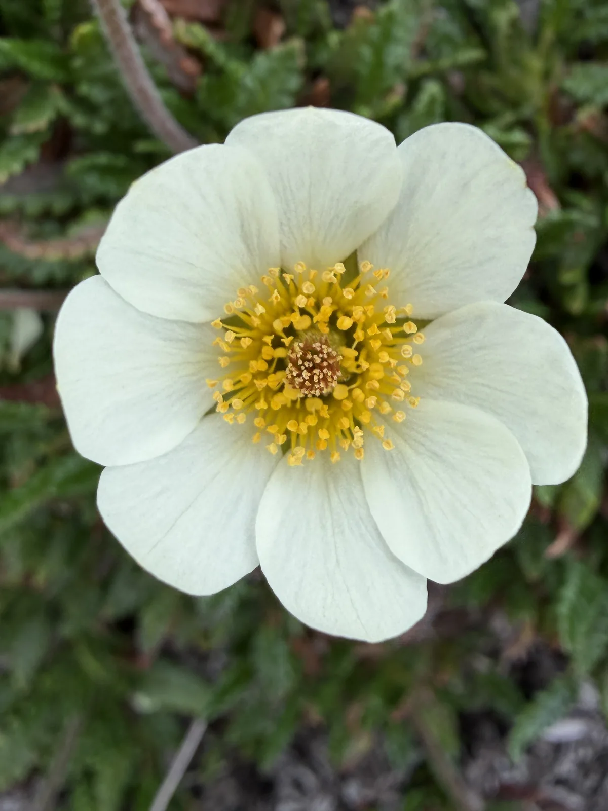 A mountain avens flower