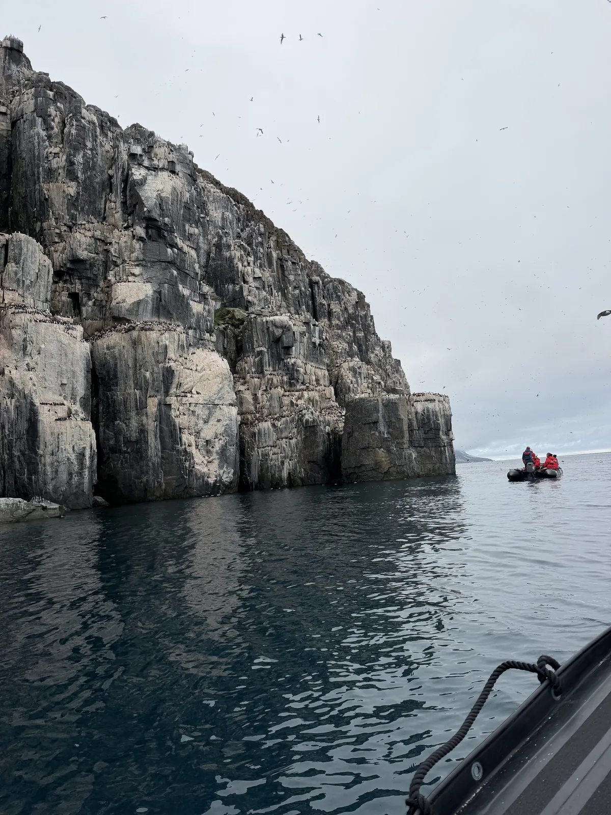 A seabird cliff colony