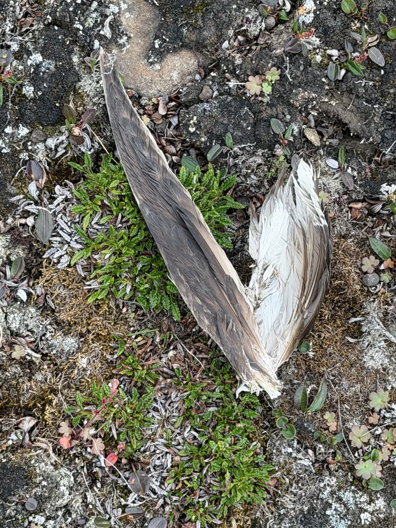 A bird's wings splayed on the moss, the body gone
