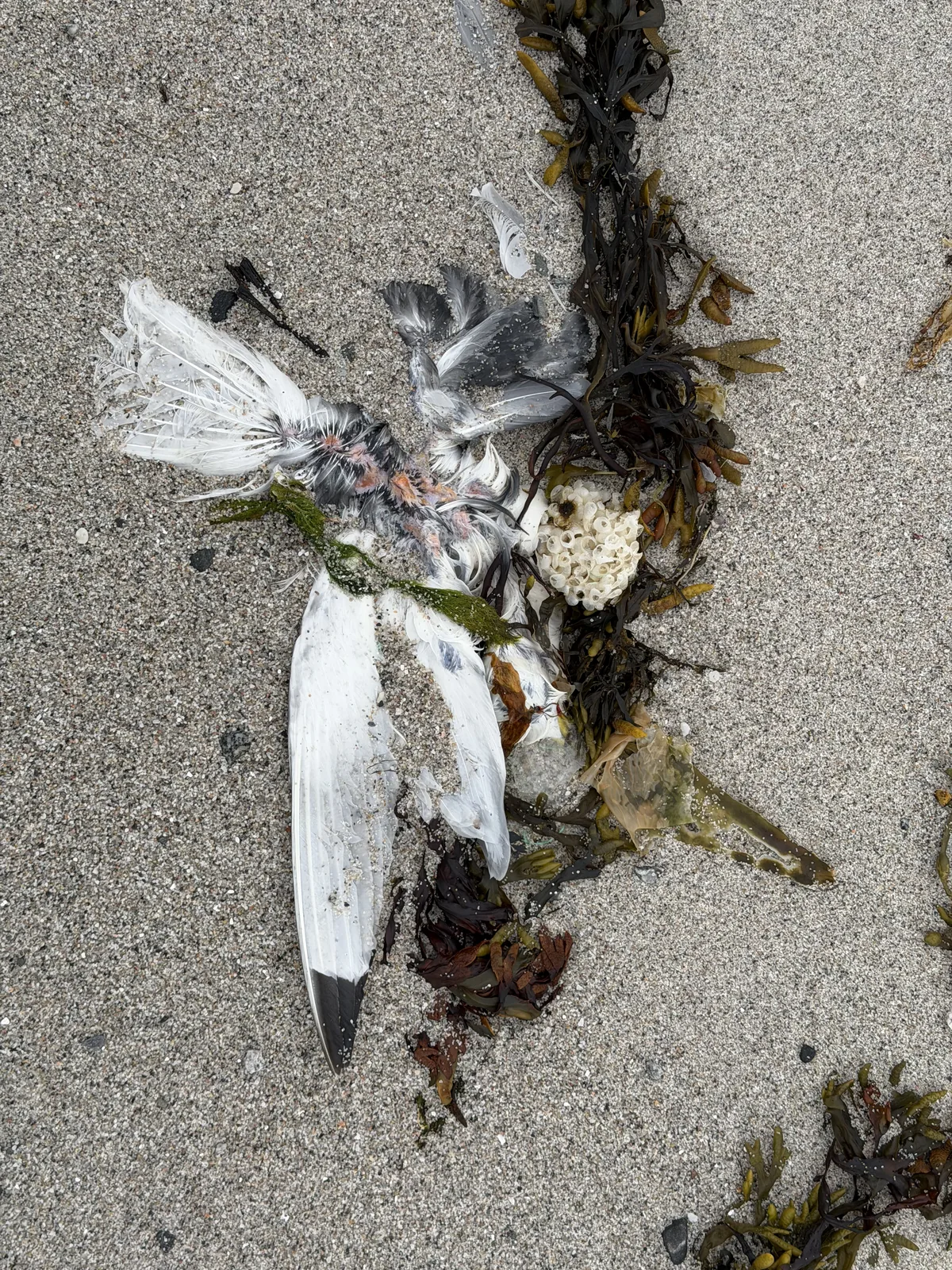 A dead bird in shoreline wrack