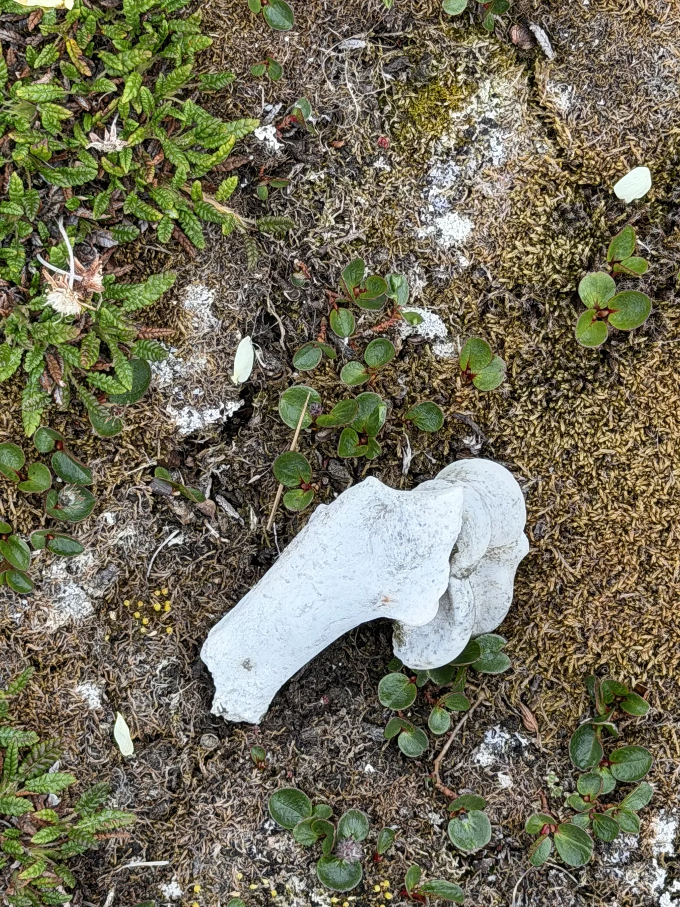 A bone bedded in low polar willow