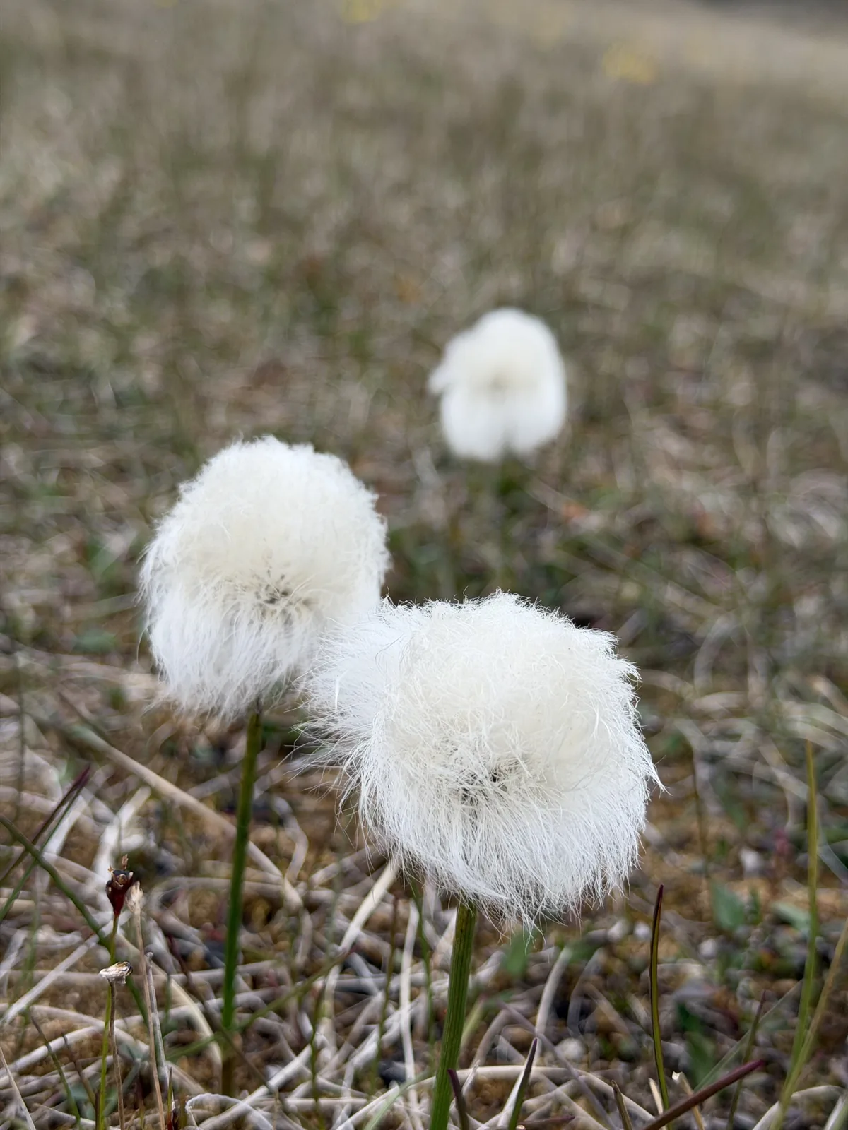 Arctic cotton grass seed heads on the tundra