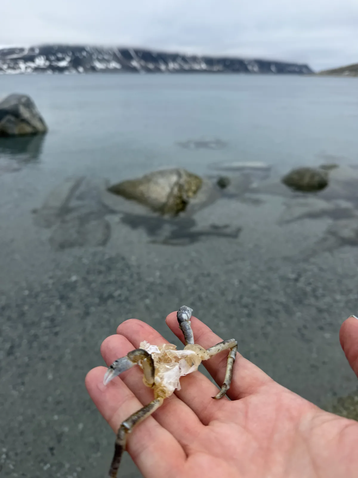 A hand holding a pale crab over shallow Arctic water
