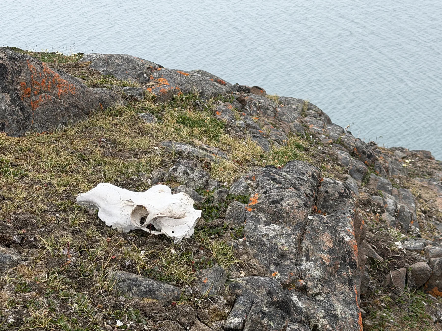 Reindeer cranium on coastal rock with orange lichen, fjord beyond