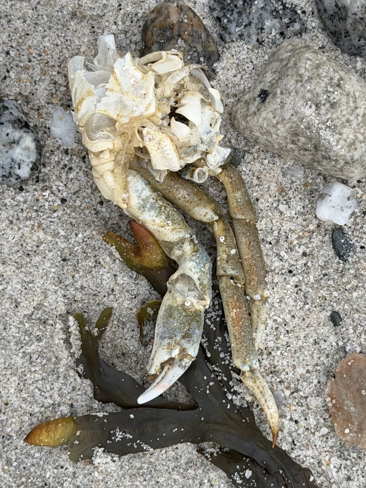 A dead crab in shoreline wrack