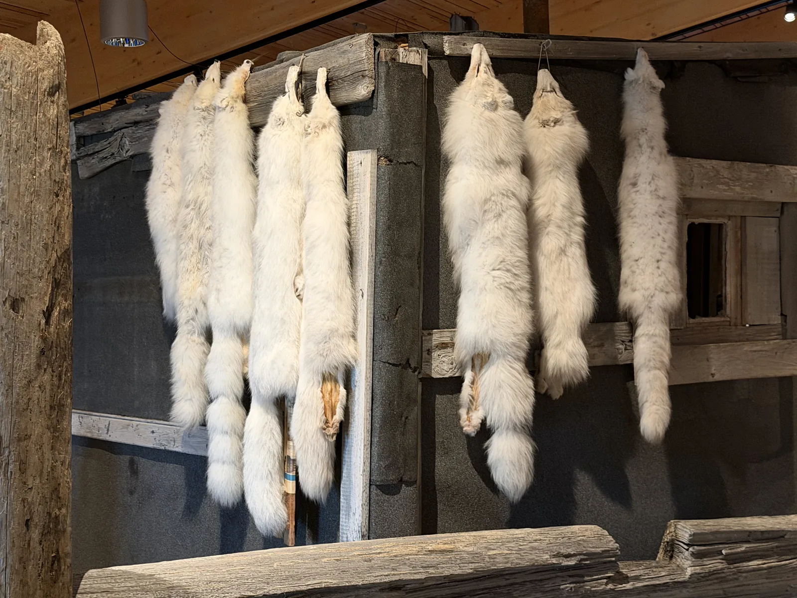 Arctic fox pelts hanging