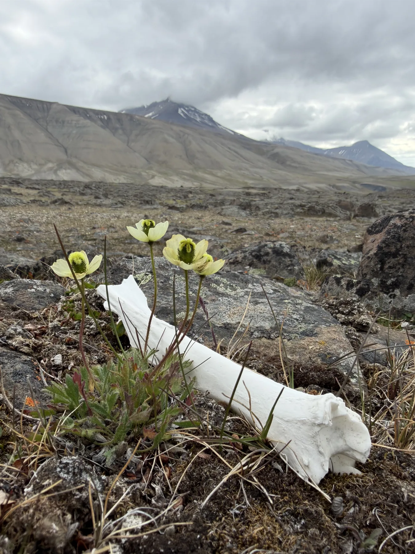A reindeer long bone and four Svalbard poppies in a frost-sorted hollow, mountain behind