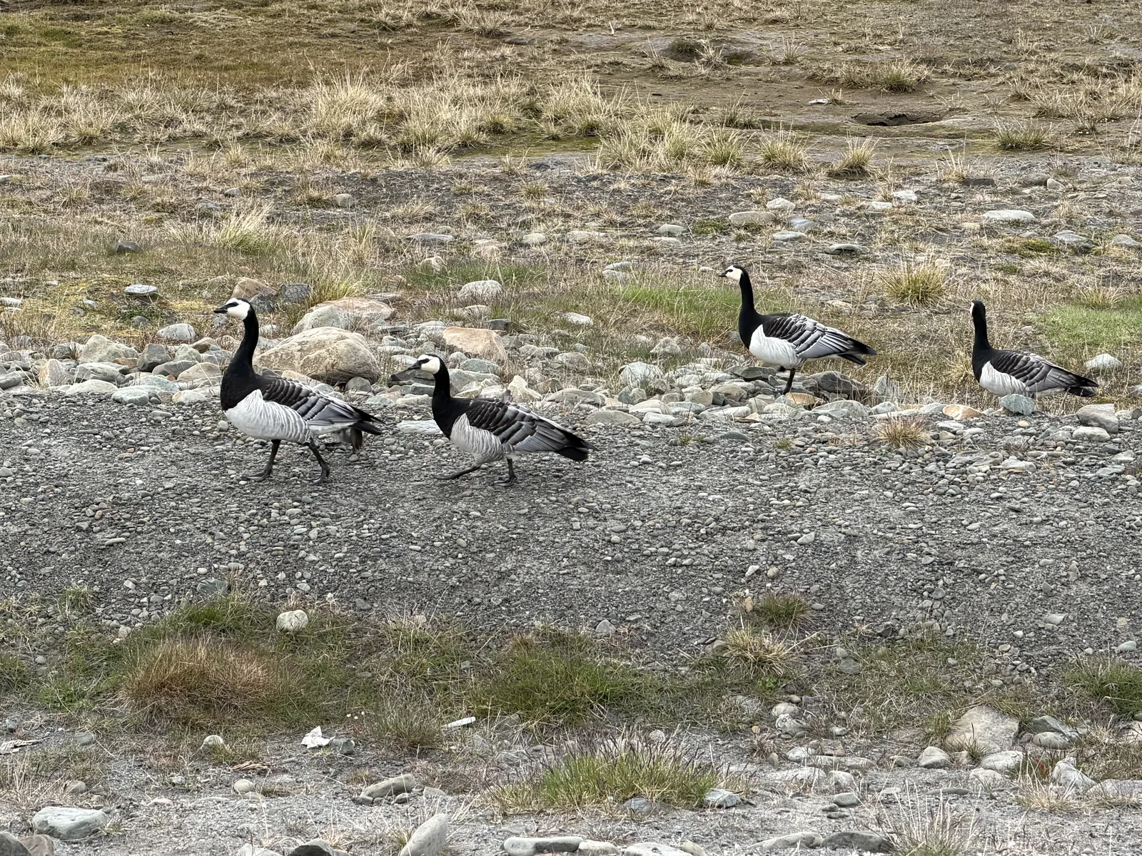 Barnacle geese on tundra