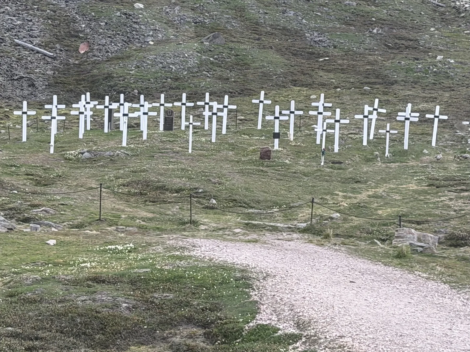 White crosses of the Longyearbyen graveyard on a green slope, roped off