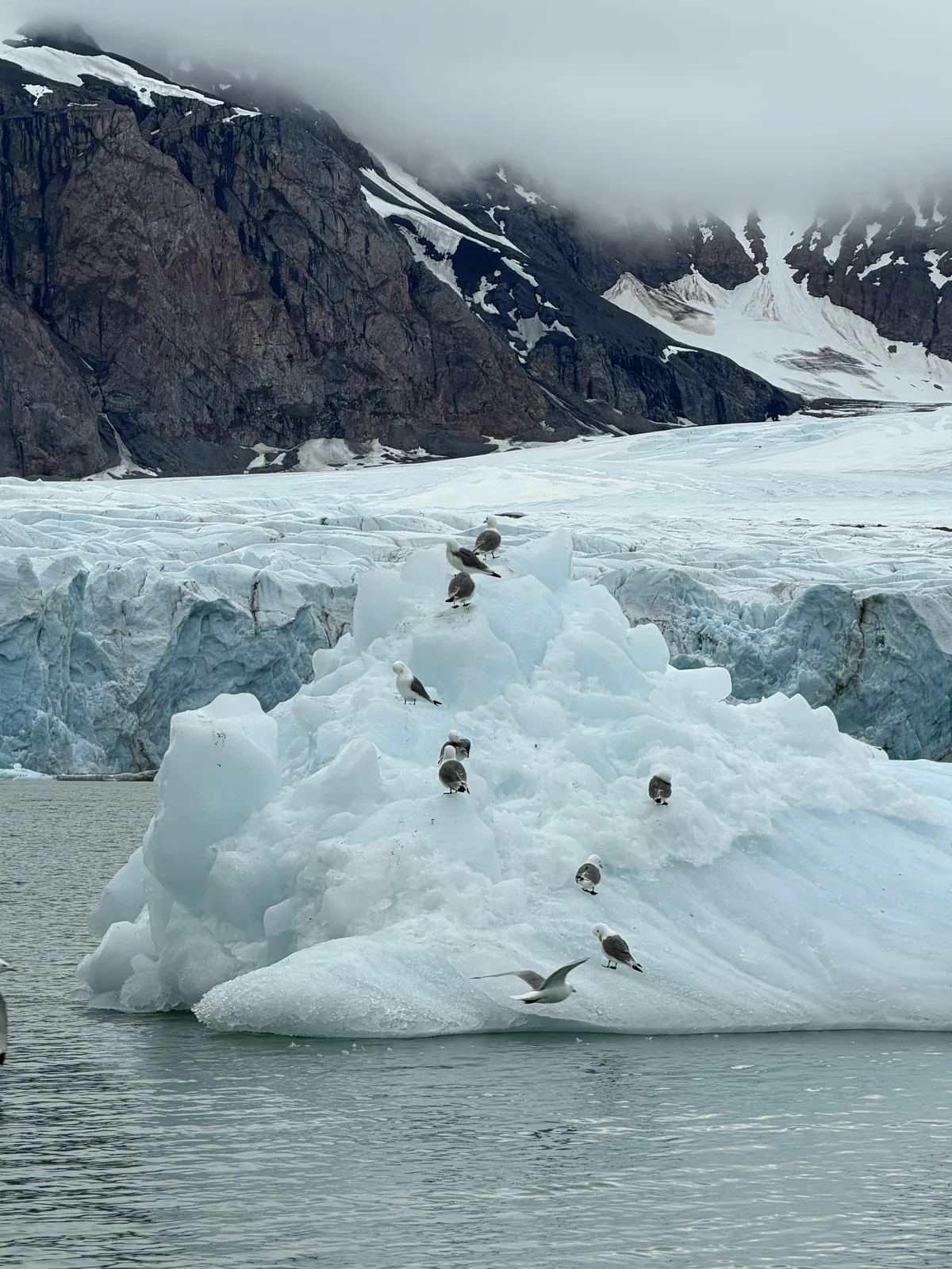 Birds on a grounded ice floe