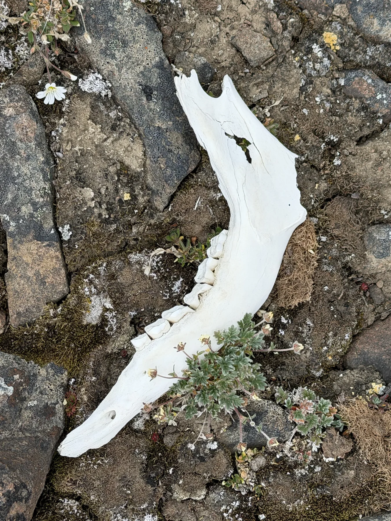 A reindeer jaw, molars still seated, a mountain avens growing against the bone