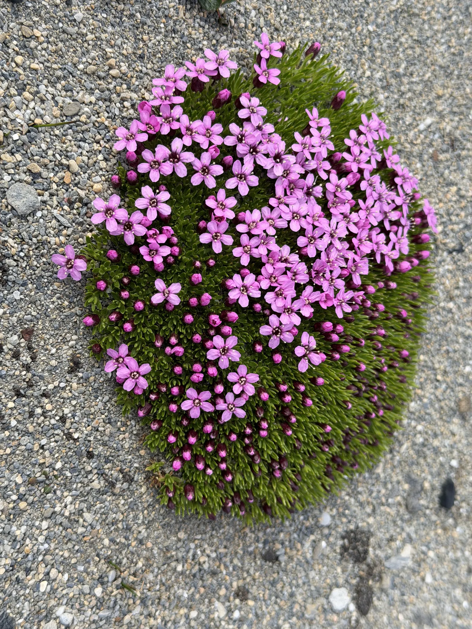 A pink-flowering moss campion cushion on gravel