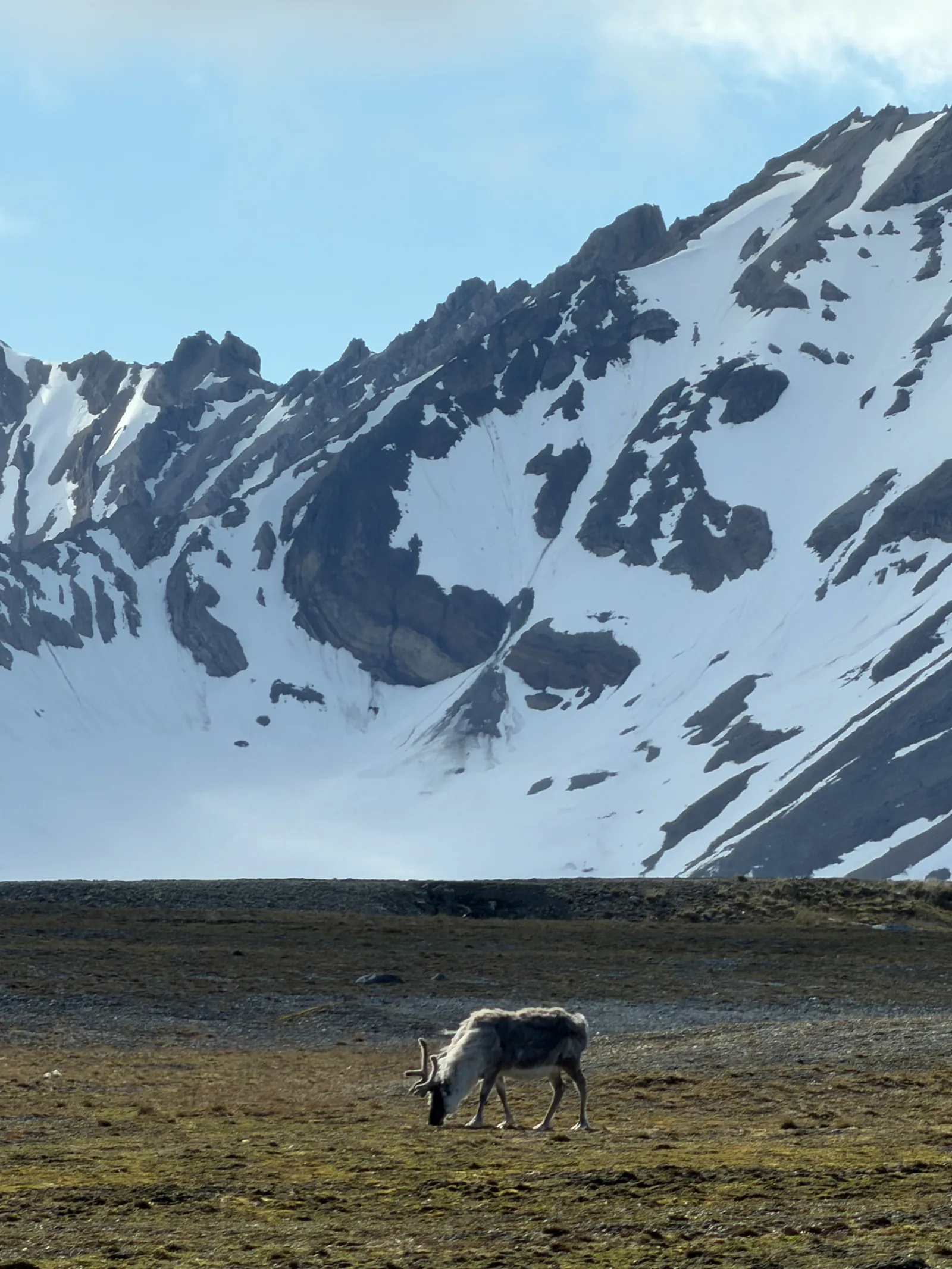 A Svalbard reindeer grazing on tundra below a snowy mountain at Ny-&Aring;lesund