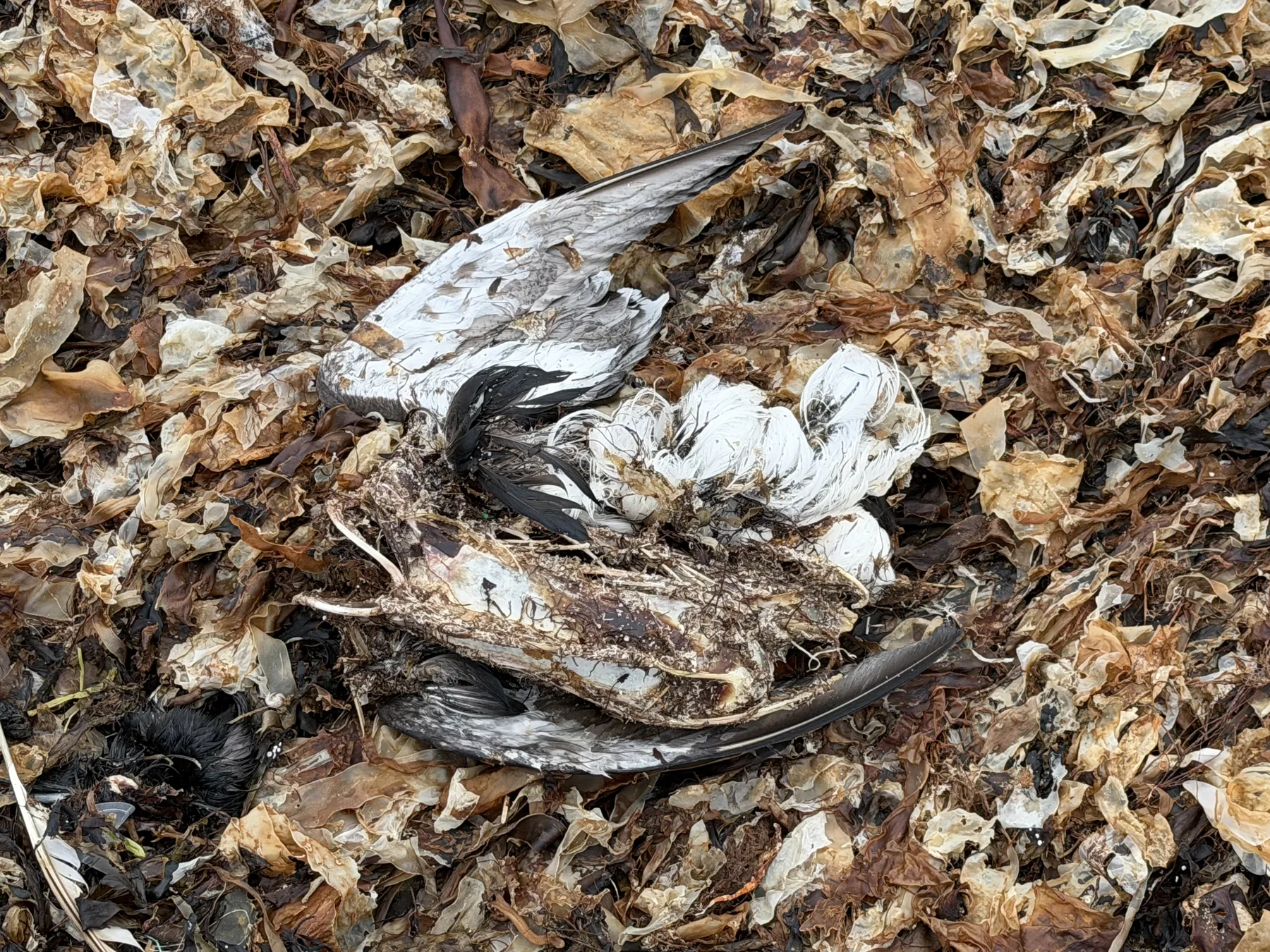 A dead seabird in a wrack of desiccated kelp and fragmented plastic