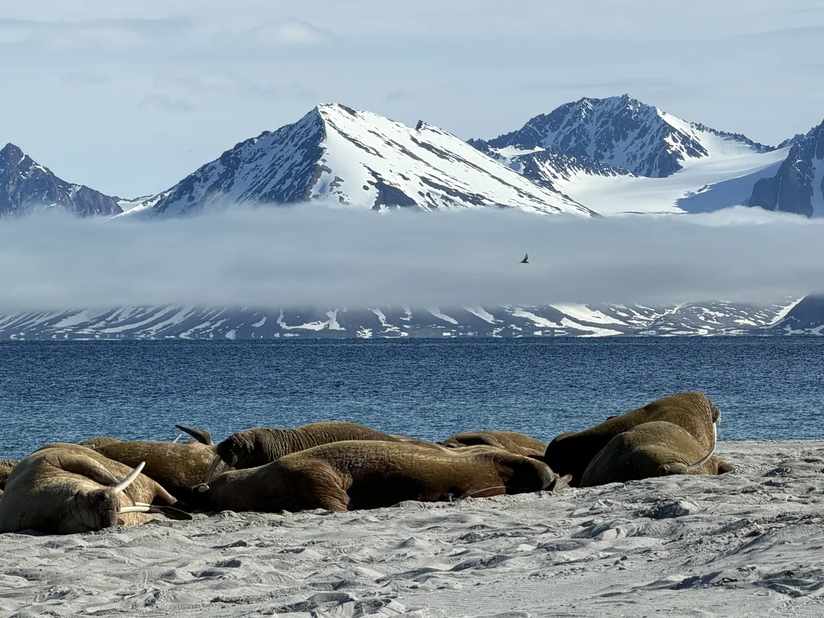Walruses hauled out on a beach