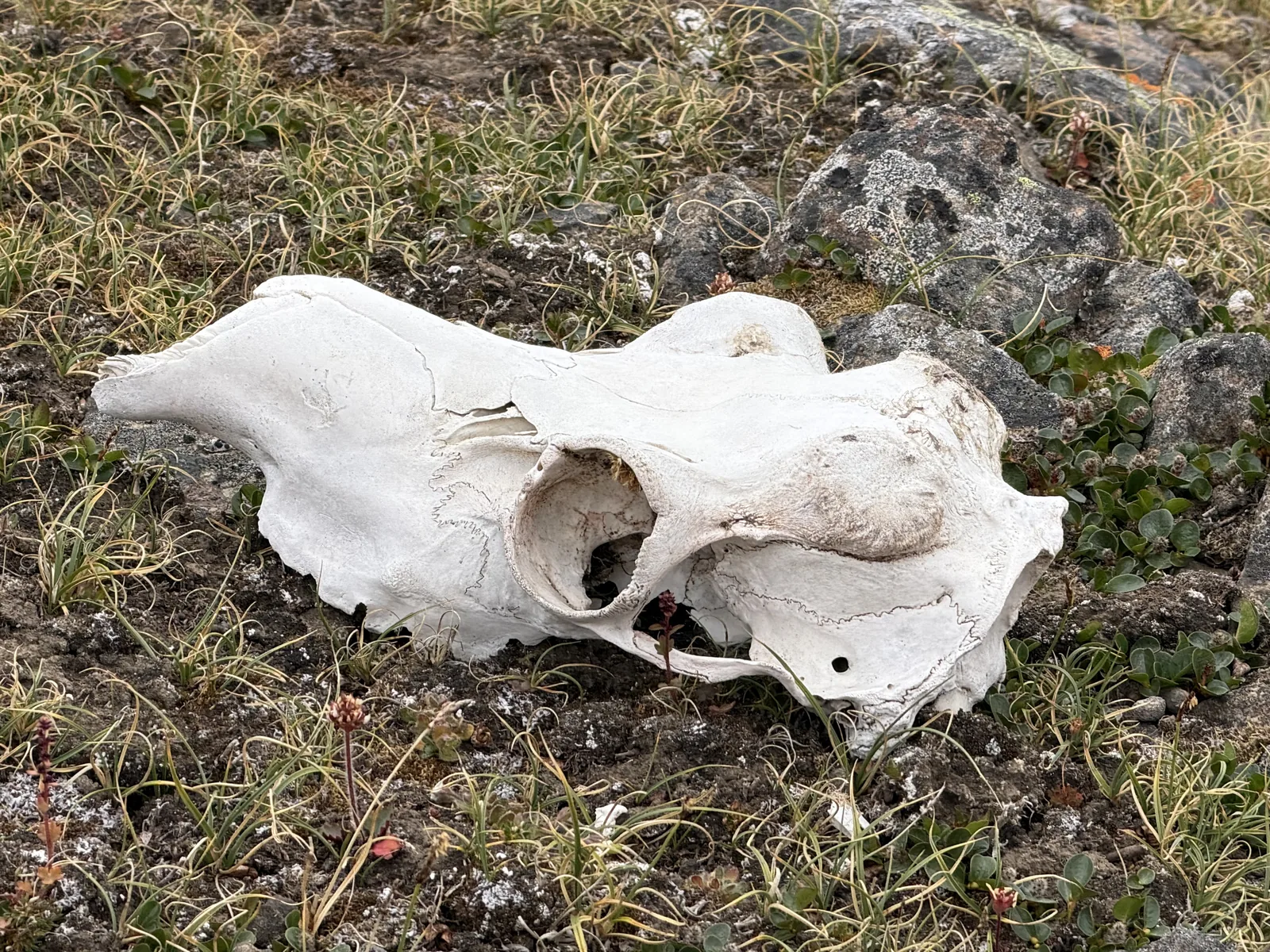 A reindeer skull on tundra