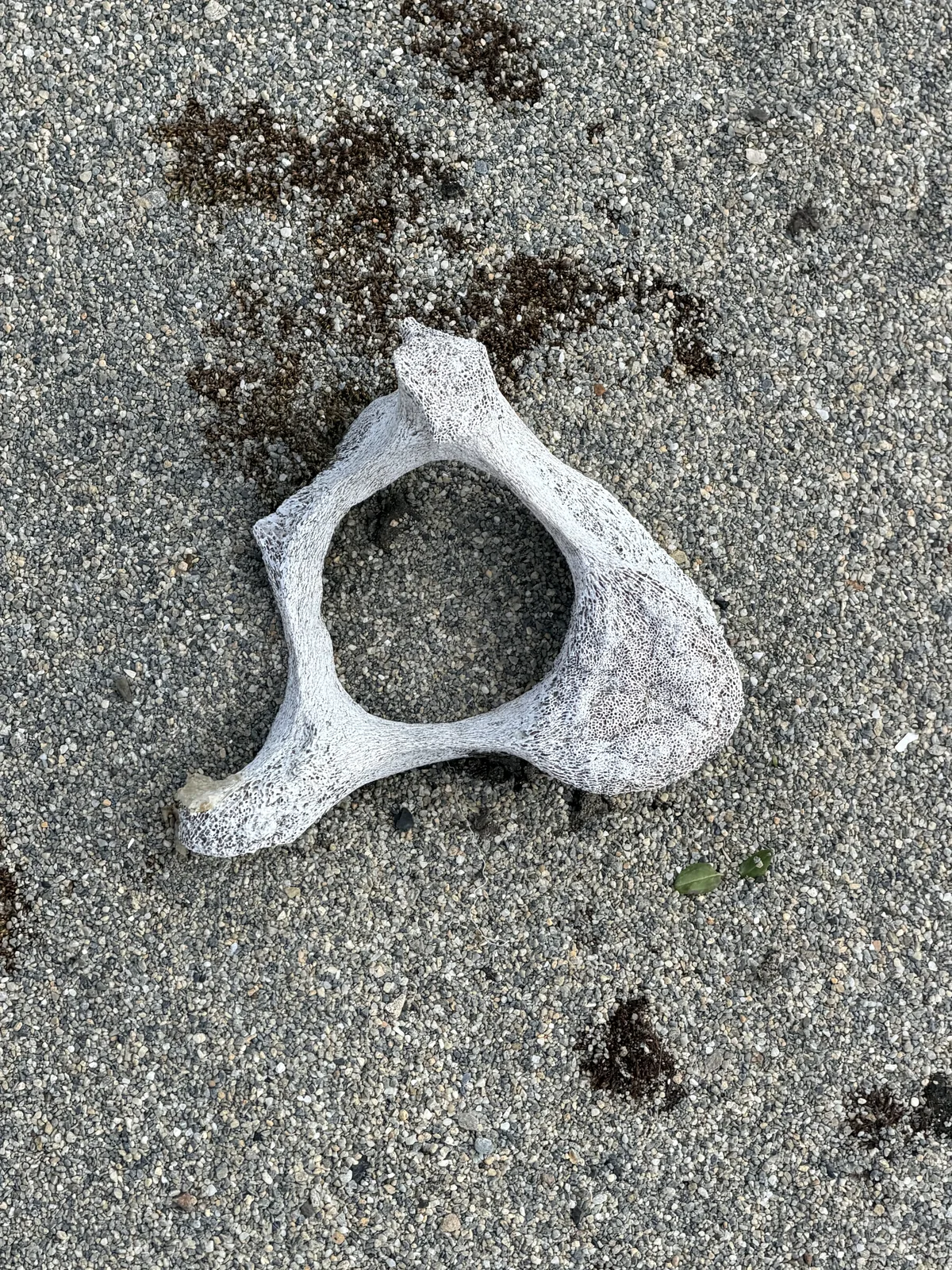 A single bleached vertebra on grey sand, its arch open like a ring