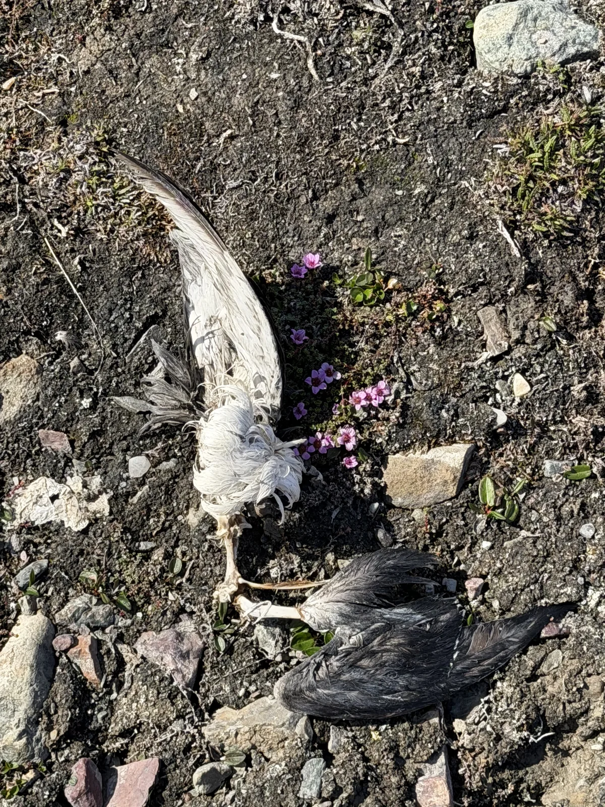 A bird's wing and bones with a small flower growing against them