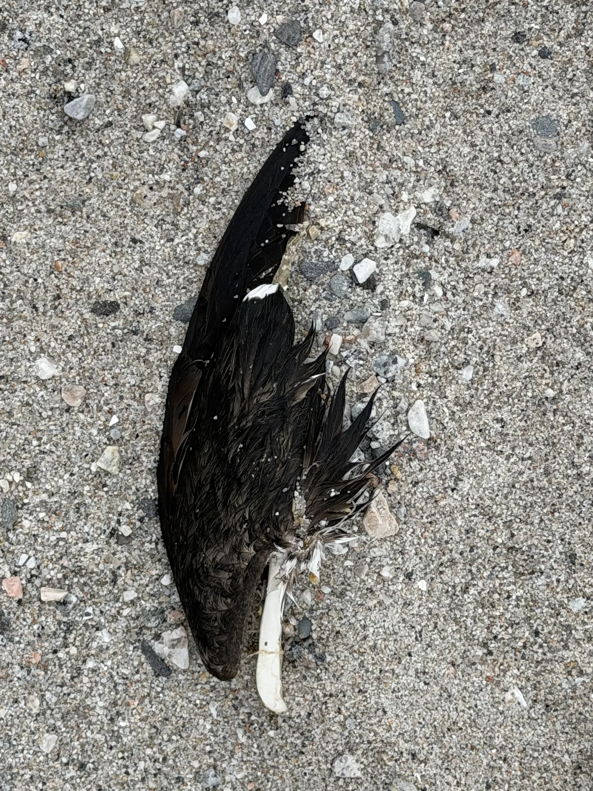 A single dark wing on sand